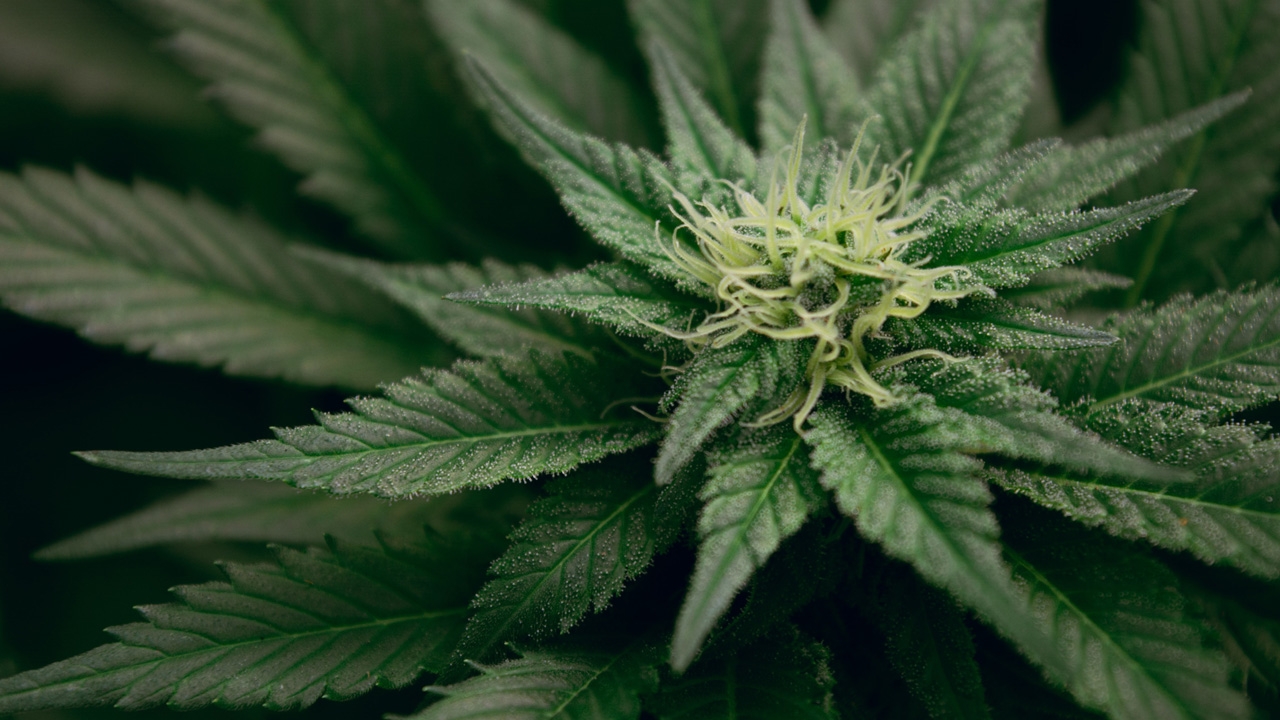 Columna de Cultivo de Cannabis – Abril 2020
