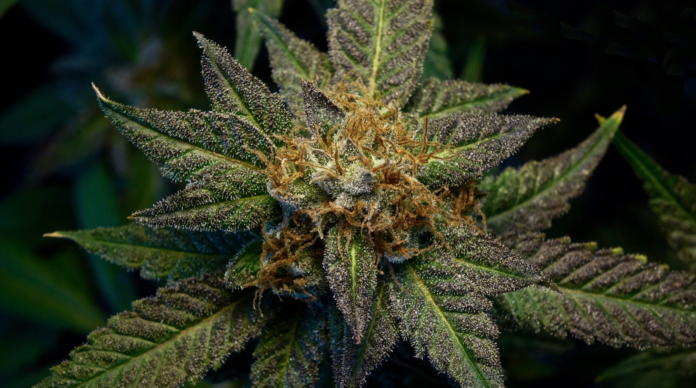Columna de Cultivo de Cannabis – Marzo 2020
