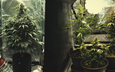 Columna de Cultivo de Cannabis – Agosto 2020